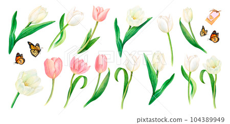 Watercolour drawn set of beautiful pink and white tulip flowers, butterflies, heart decoration, name tags on white background. Drawing for logo, stickers, invitation, print, napkin, scrapbooking, card Watercolour drawn set of beautiful pink and white tulip flowers, butterflies, heart decoration, name tags on white background. Drawing for logo, stickers, invitation, print, napkin, scrapbooking, card 104389949