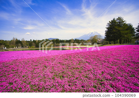 Massive cherry blossoms and Mt. Fuji 104390069