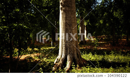 Sun beams through thick trees branches in dense green forest Sun beams through thick trees branches in dense green forest 104390122