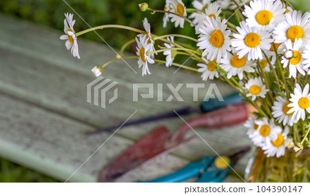 Dacha still life. Daisies and garden tools on dacha garden bench. Copy space 104390147