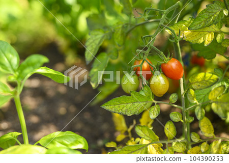 Tomato kitchen garden image 104390253