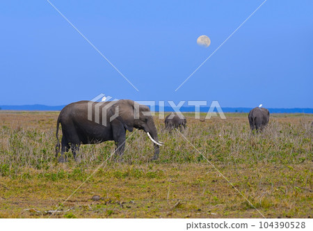 Family of wild elephants in a natural environment Family of wild elephants in a natural environment 104390528