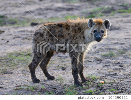 African hyena in the Kenyan savannah African hyena in the Kenyan savannah 104390531