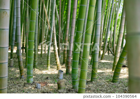 Fresh green bamboo grove and stumps in Daimon Takenoko Park [Eco image] 104390564