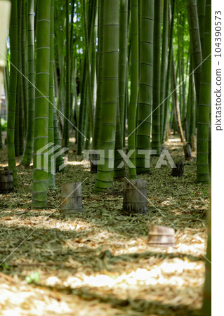 Fresh green bamboo grove and stumps in Daimon Takenoko Park [Eco image] 104390573