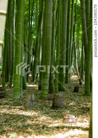 Fresh green bamboo grove and stumps in Daimon Takenoko Park [Eco image] 104390579