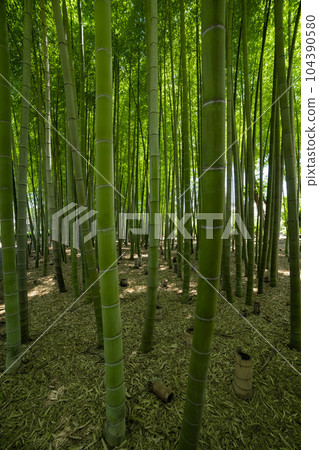Fresh green bamboo grove and stumps in Daimon Takenoko Park [Eco image] 104390580