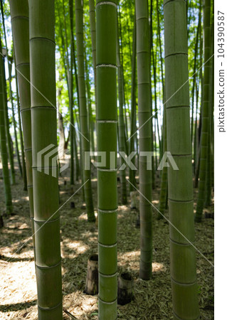 Fresh green bamboo grove and stumps in Daimon Takenoko Park [Eco image] 104390587