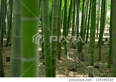 Fresh green bamboo grove and stumps in Daimon Takenoko Park [Eco image] 104390588
