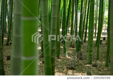Fresh green bamboo grove and stumps in Daimon Takenoko Park [Eco image] 104390590