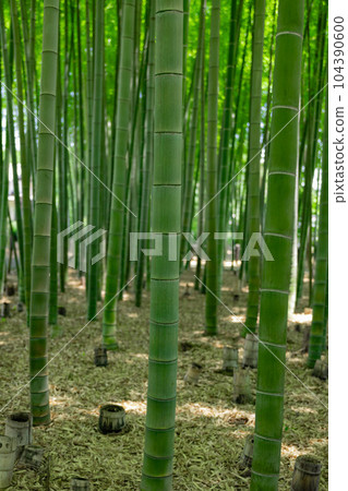 大門竹之子公園的新鮮綠色竹林和樹樁 [生態圖像] 104390600