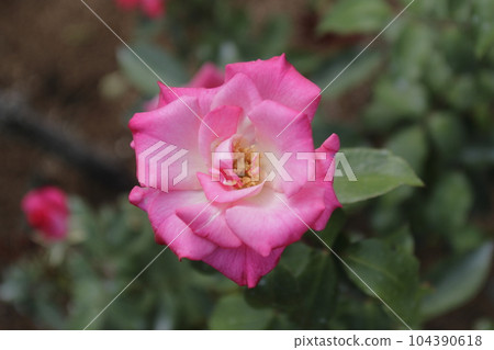 Arao City Ominous Citizen Flower Bed Rose Flower, Arao City Ominous Citizen Flower Bed Rose Flower, 104390618
