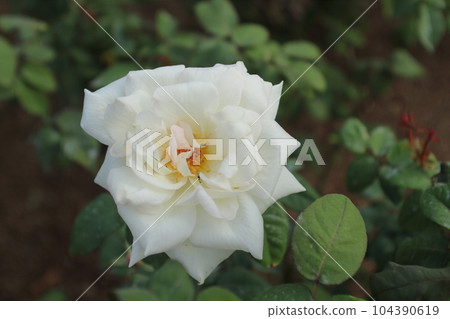 Arao City Ominous Citizen Flower Bed Rose Flower, Arao City Ominous Citizen Flower Bed Rose Flower, 104390619