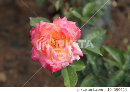 Arao City Ominous Citizen Flower Bed Rose Flower, 104390624