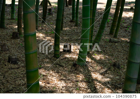 Bamboo stump in Daimon Takenoko Park [Eco image] 104390875