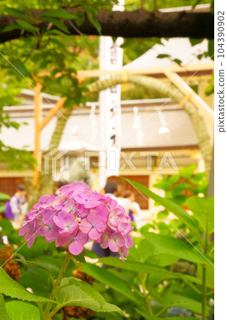 Chinowa and hydrangeas 10 104390902