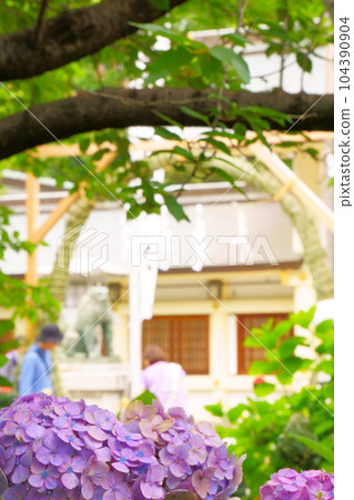 Chinowa and hydrangeas 8 104390904