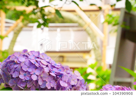 奇諾瓦和繡球花 4 104390908