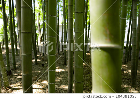 大門竹之子公園的新鮮綠色竹林 [生態圖像] 104391055