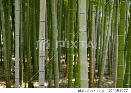 Fresh green bamboo grove in Daimon Takenoko Park [Eco image] 104391077
