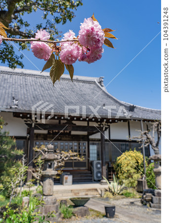 A view of the grounds of Ryutan-ji Temple, where the main hall of Kyusho-ji Temple, the family temple of Oda Nobunaga's concubine Yoshino Ikoma, was relocated in 1907. A view of the grounds of Ryutan-ji Temple, where the main hall of Kyusho-ji Temple, the family temple of Oda Nobunaga's concubine Yoshino Ikoma, was relocated in 1907. 104391248