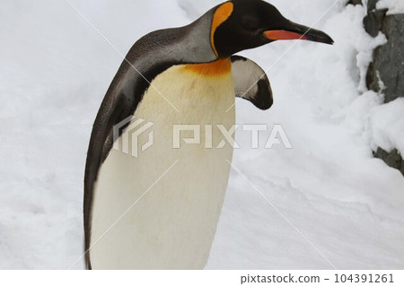 王企鵝在雪中行走 王企鵝在雪中行走 104391261
