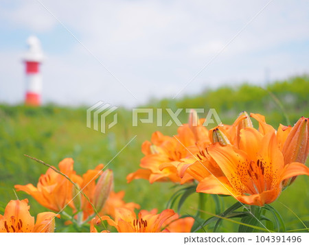 Amazing view of Hokkaido Ishikari Hanamasu Hill Park Yezosukashi lilies 104391496