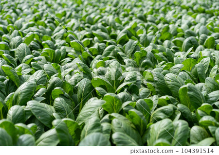 Field of Komatsuna 104391514