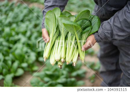 Harvested Japanese mustard spinach 104391515
