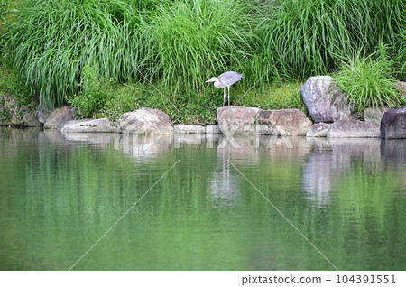 正成園印月池和蒼鷺 正成園印月池和蒼鷺 104391551
