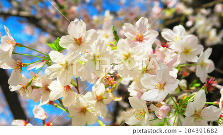 2023年晴天的櫻花風景(染井吉野) 2023年晴天的櫻花風景(染井吉野) 104391682