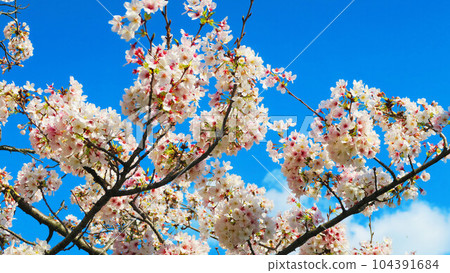 2023年晴天的櫻花風景(染井吉野) 2023年晴天的櫻花風景(染井吉野) 104391684
