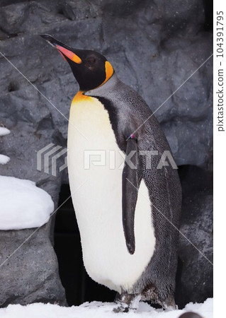 動物園裡的王企鵝站在雪中 動物園裡的王企鵝站在雪中 104391795