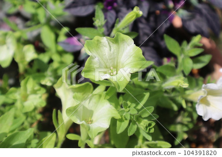 Petunia pure green petals 104391820
