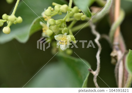 Male flowers of Aotsuzurufuji 104391821