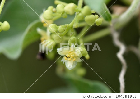 Male flowers of Aotsuzurufuji 104391915