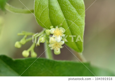 Male flowers of Aotsuzurufuji 104391918