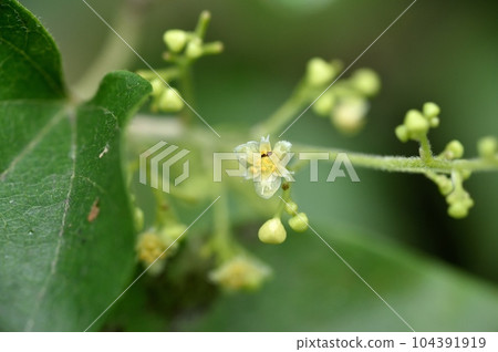 Male flowers of Aotsuzurufuji 104391919