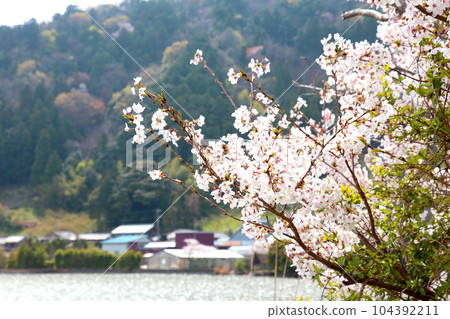 Thatched boat hut Lake Mikata Lakeside Mikata Five Lakes Funagoya thatched roof Wakasa Town Fukui Mikata Kaminaka District Sakura Spring scenery 104392211