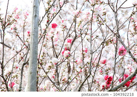 Thatched boat hut Lake Mikata Lakeside Mikata Five Lakes Funagoya thatched roof Wakasa Town Fukui Mikata Kaminaka District Sakura Spring scenery 104392218