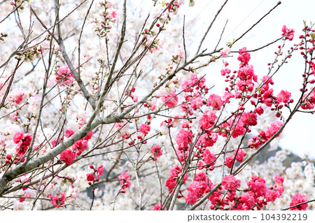Thatched boat hut Lake Mikata Lakeside Mikata Five Lakes Funagoya thatched roof Wakasa Town Fukui Mikata Kaminaka District Sakura Spring scenery Thatched boat hut Lake Mikata Lakeside Mikata Five Lakes Funagoya thatched roof Wakasa Town Fukui Mikata Kaminaka District Sakura Spring scenery 104392219