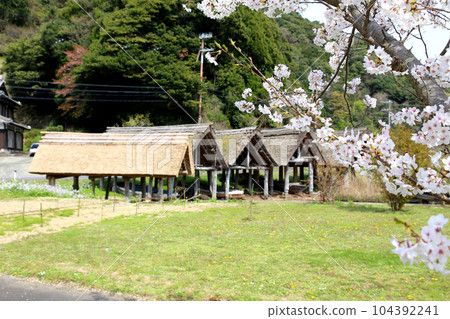 茅草船小屋 三方湖湖畔 三方五湖 船名屋茅草屋頂 若狹町 福井三方上區 櫻花 春天的風景 104392241