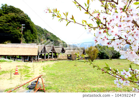 茅草船小屋 三方湖湖畔 三方五湖 船名屋茅草屋頂 若狹町 福井三方上區 櫻花 春天的風景 104392247