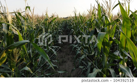 Corn young field. Seedlings planted in a row. Corn young field. Seedlings planted in a row. 104392519