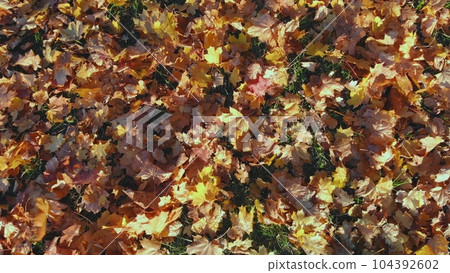 Autumn leaves in the park on the ground. A view from a drone. 104392602