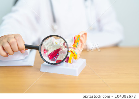Doctor with human Ear anatomy model with magnifying glass. Ear disease, Atresia, Otitis Media, Pertorated Eardrum, Meniere syndrome, otolaryngologist, Ageing Hearing Loss, Schwannoma and Health 104392678