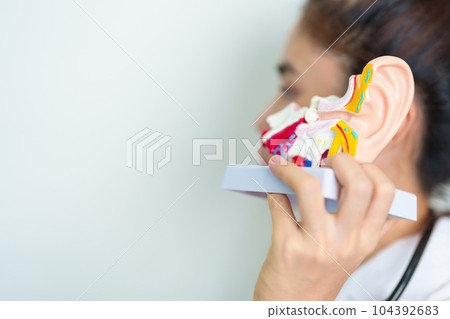 Doctor holding human Ear anatomy model. Ear disease, Atresia, Otitis Media, Pertorated Eardrum, Meniere syndrome, otolaryngologist, Ageing Hearing Loss, Schwannoma and Health Doctor holding human Ear anatomy model. Ear disease, Atresia, Otitis Media, Pertorated Eardrum, Meniere syndrome, otolaryngologist, Ageing Hearing Loss, Schwannoma and Health 104392683
