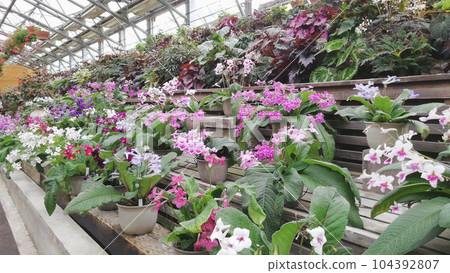 在盛開的植物園裡 104392807