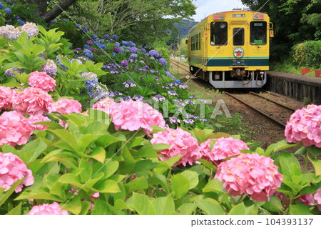 夷隅鐵道“美麗的紫陽花和小田松站的黃色列車” 104393137