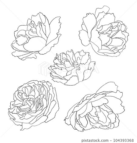 Collection blossom garden flowers. Vector illustration. Isolated linear hand drawn plants for design, decor and decoration. 104393368